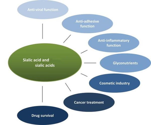 sialic acid benefits sialic acid benefits